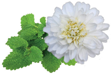 calmophytum_illus.jpg