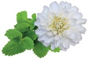 calmophytum_illus.jpg