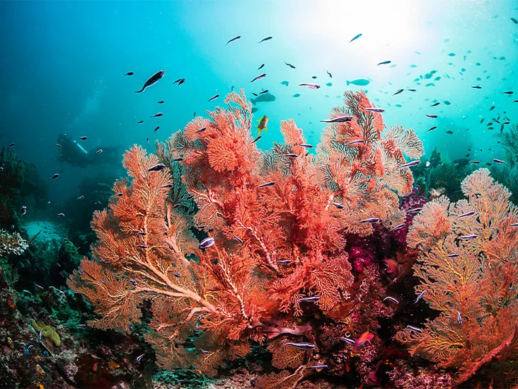 coral-reef-underwater-ocean-732x549-thumbnail.webp